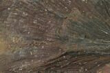 Fossil Fern (Cyclopteris) Nodule - Mazon Creek #134863-1